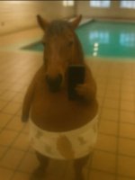 horse.jpg